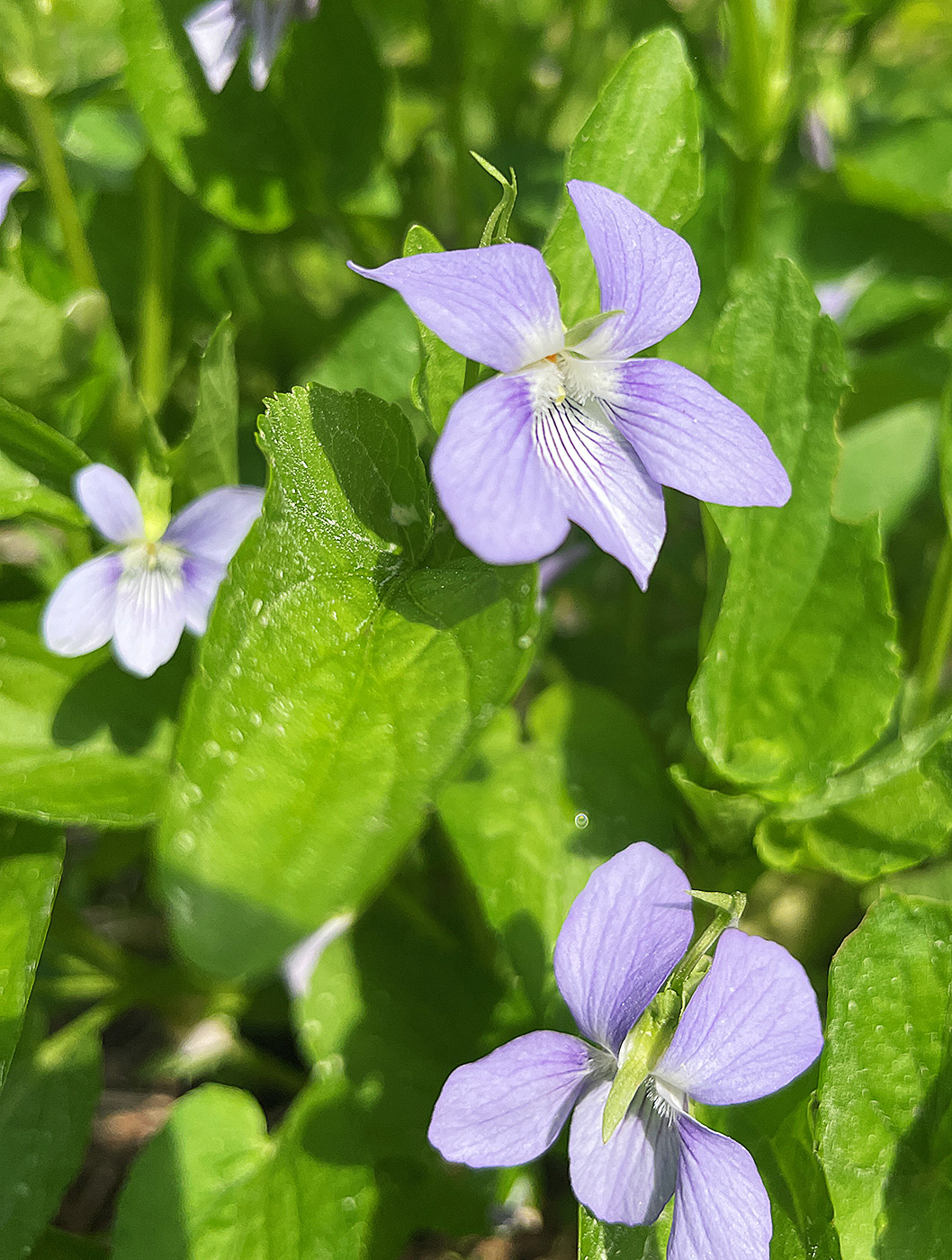 Изображение особи Viola canina.