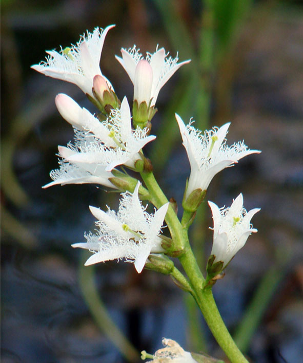 Изображение особи Menyanthes trifoliata.