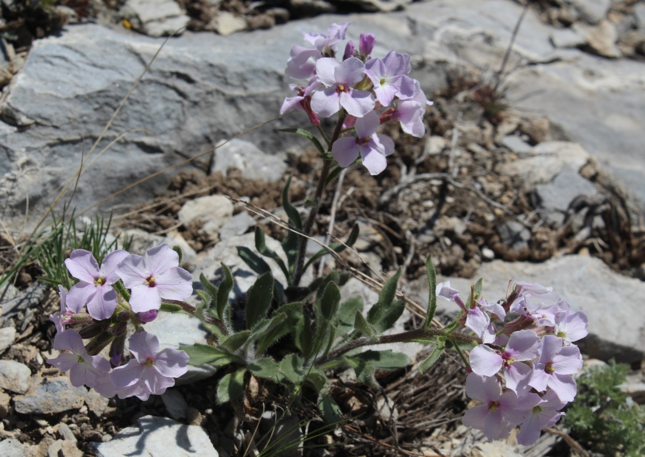 Image of Clausia aprica specimen.