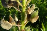 Lupinus polyphyllus