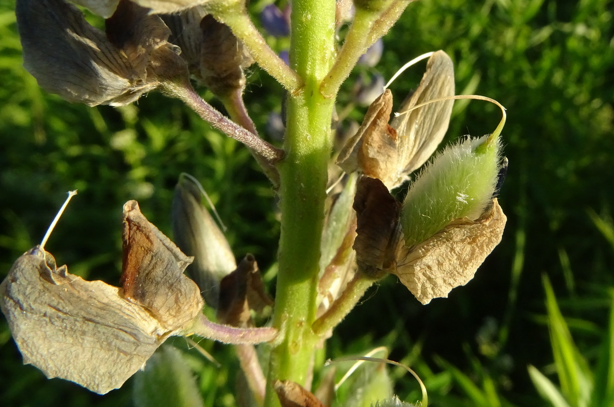 Изображение особи Lupinus polyphyllus.