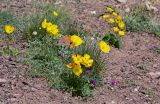 Papaver croceum