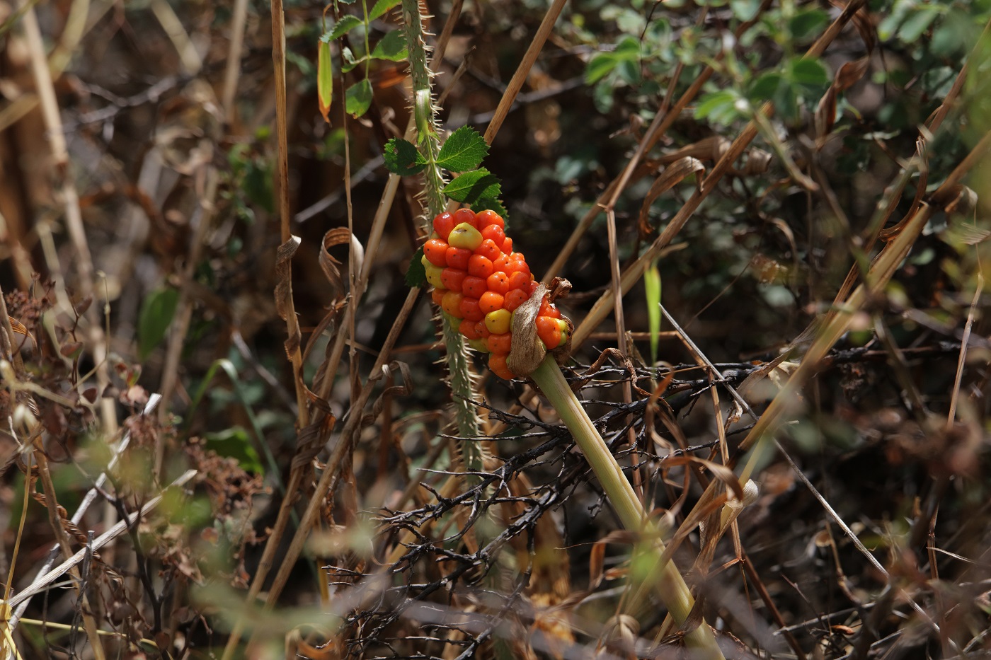 Image of Arum korolkowii specimen.