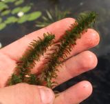 Elodea canadensis