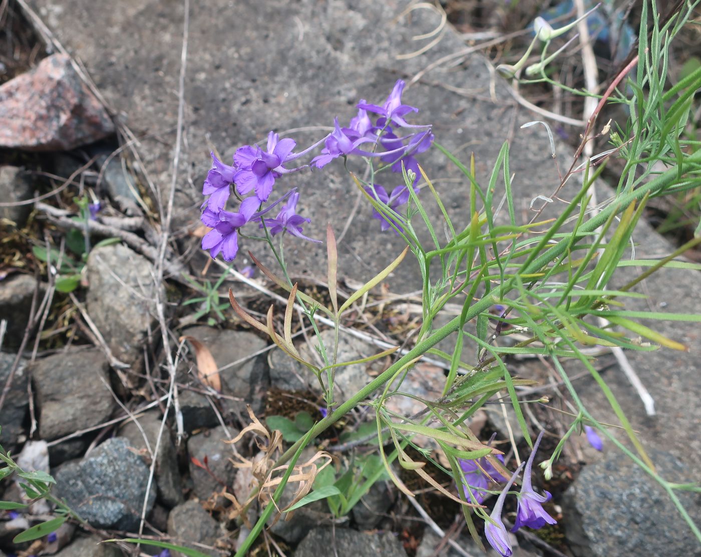 Image of Delphinium consolida specimen.