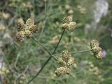 Rumia crithmifolia. Соплодие. Крым, Байдарская яйла. 2 июля 2010 г.