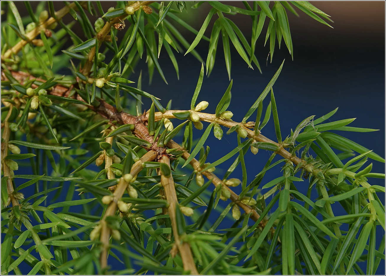 Изображение особи Juniperus communis.