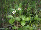 Fragaria vesca