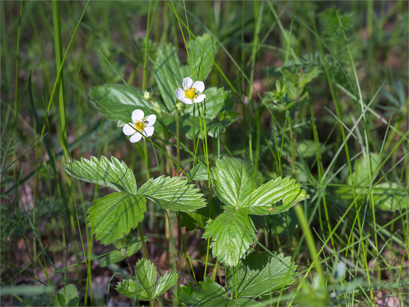 Изображение особи Fragaria vesca.