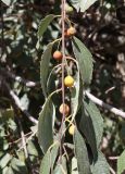 Celtis caucasica