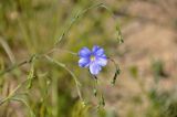 Linum austriacum. Верхушка побега с цветком и бутонами. Крым, Караларский природный парк, окр. бухты Коровья, степь. 07.05.2021.