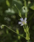 Stellaria holostea