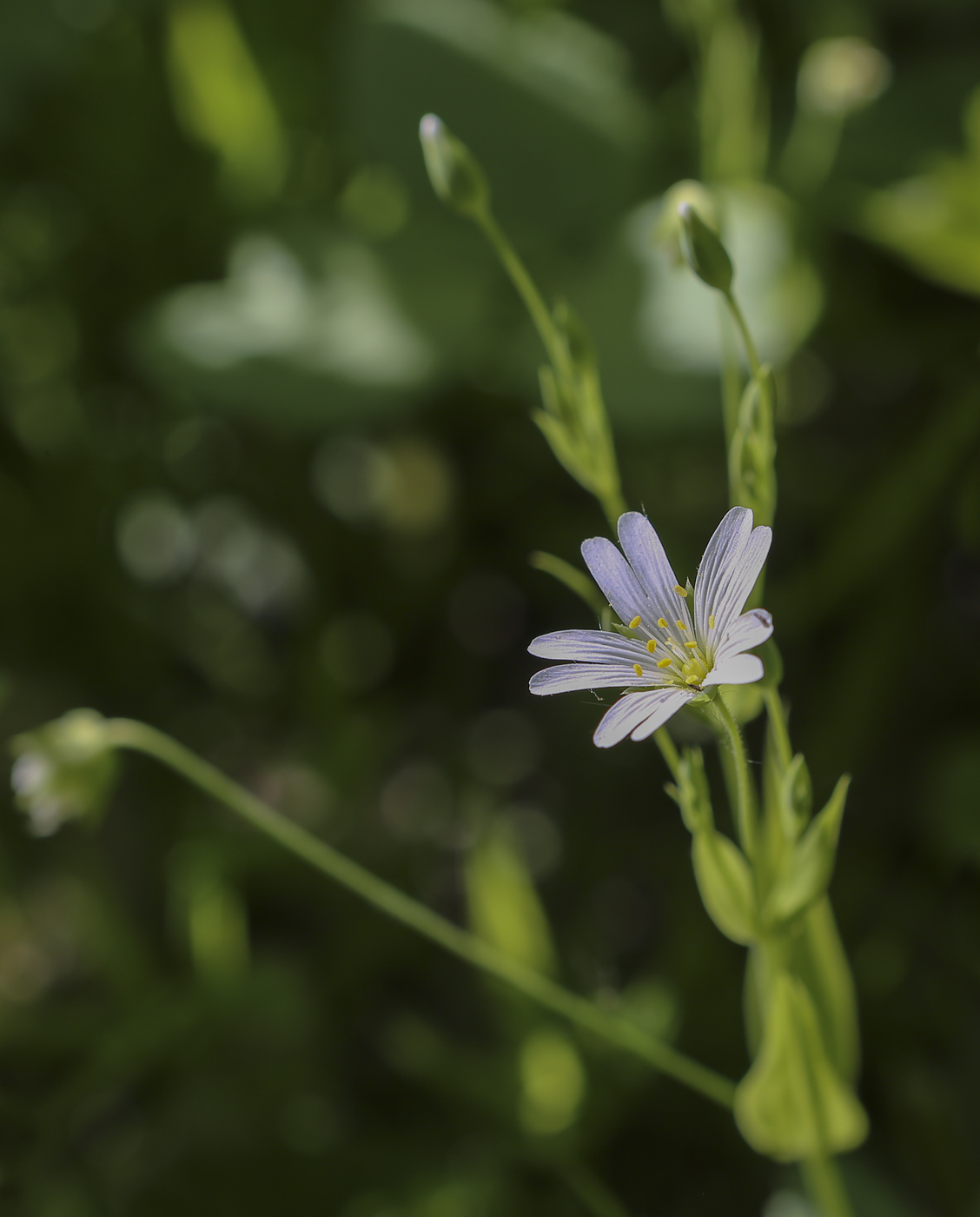 Image of Stellaria holostea specimen.