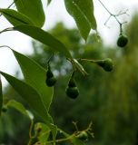 Cinnamomum camphora