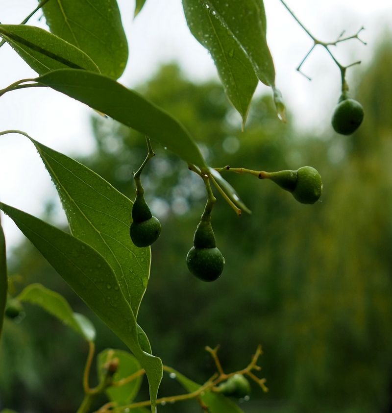 Image of Cinnamomum camphora specimen.