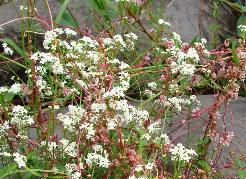 Изображение особи Cuscuta europaea.