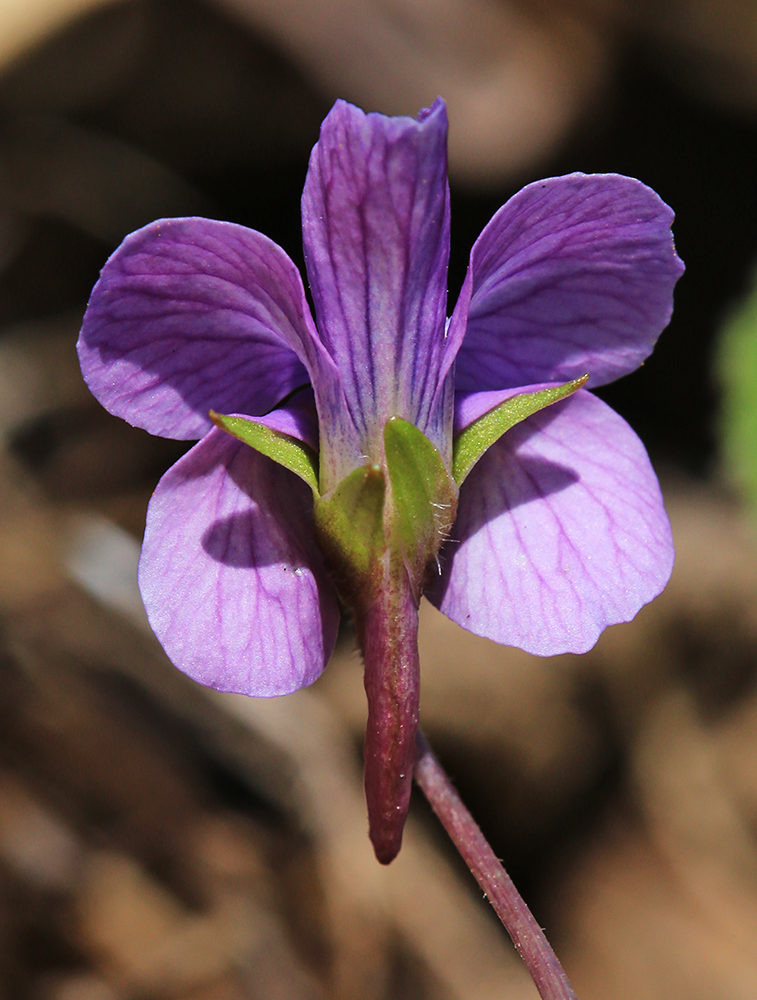 Image of Viola phalacrocarpa specimen.