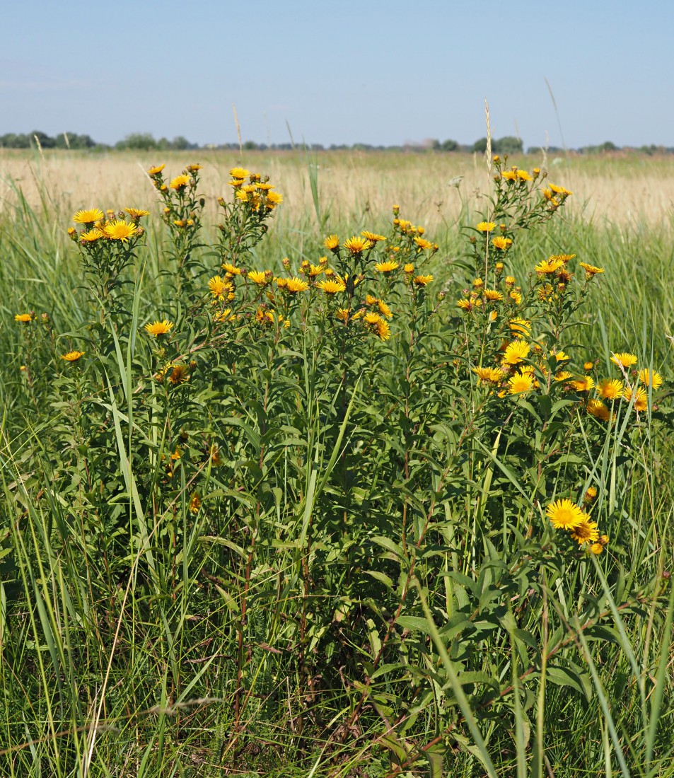 Изображение особи Inula salicina.