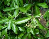 род Pyracantha. Соплодие с незрелыми плодами и листья. Крым, городской округ Ялта, пгт Гурзуф, санаторий \"Гурзуфский\", парк. Июль 2022 г.