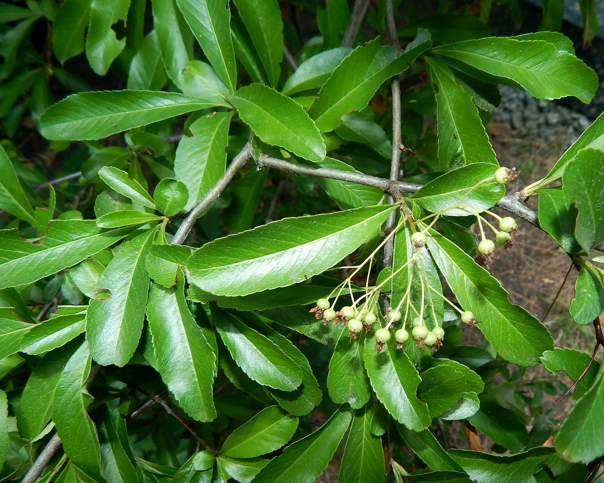 Image of genus Pyracantha specimen.