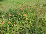 Hemerocallis fulva. Цветущие растения (самосев). Беларусь, Гродненская обл., Новогрудский р-н, объездная дорога, суходольный злаково-разнотравный луг. 08.07.2022.