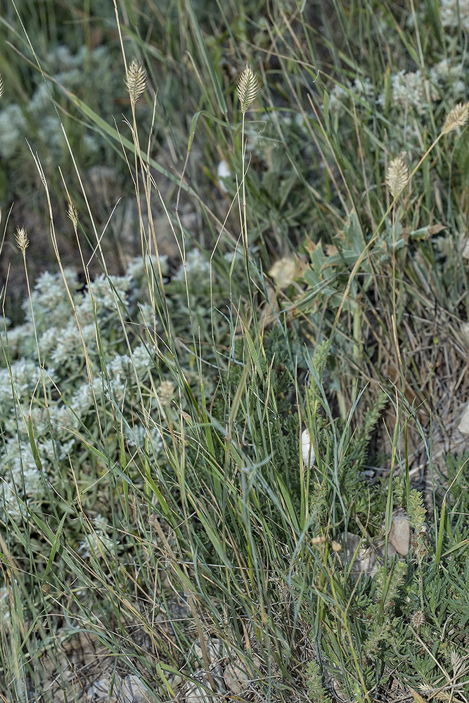 Изображение особи Agropyron pectinatum.