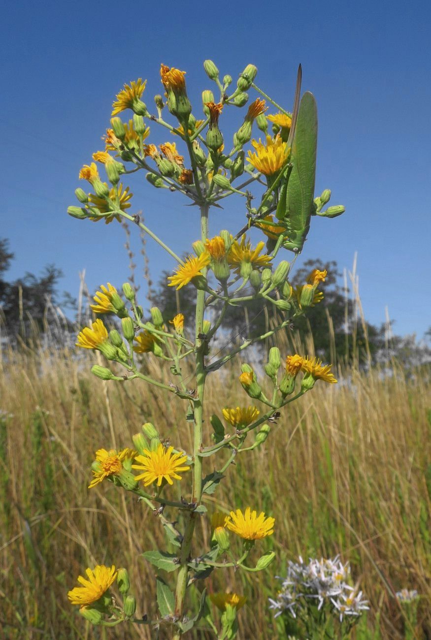 Изображение особи Hieracium robustum.