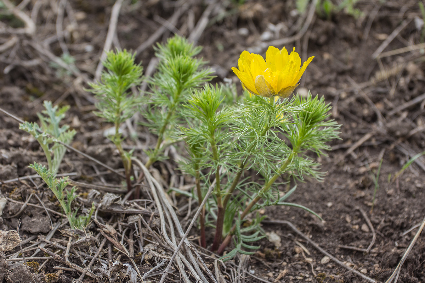 Image of Adonis vernalis specimen.