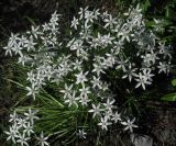 Ornithogalum umbellatum