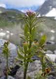 Cardamine uliginosa. Верхушка побега с соцветием с цветками и завязавшимися плодами. Карачаево-Черкесия, Урупский р-н, Кавказский биосферный заповедник, Имеретинские озёра, дол. оз. Тихое, ≈ 2620 м н.у.м., в воде у берега. 29.07.2022.