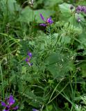 Astragalus onobrychis. Верхушка цветущего растения. Чечня, Веденский р-н, ущелье р. Хулхулау, луговой склон. 25.07.2022.