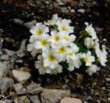 Primula vulgaris