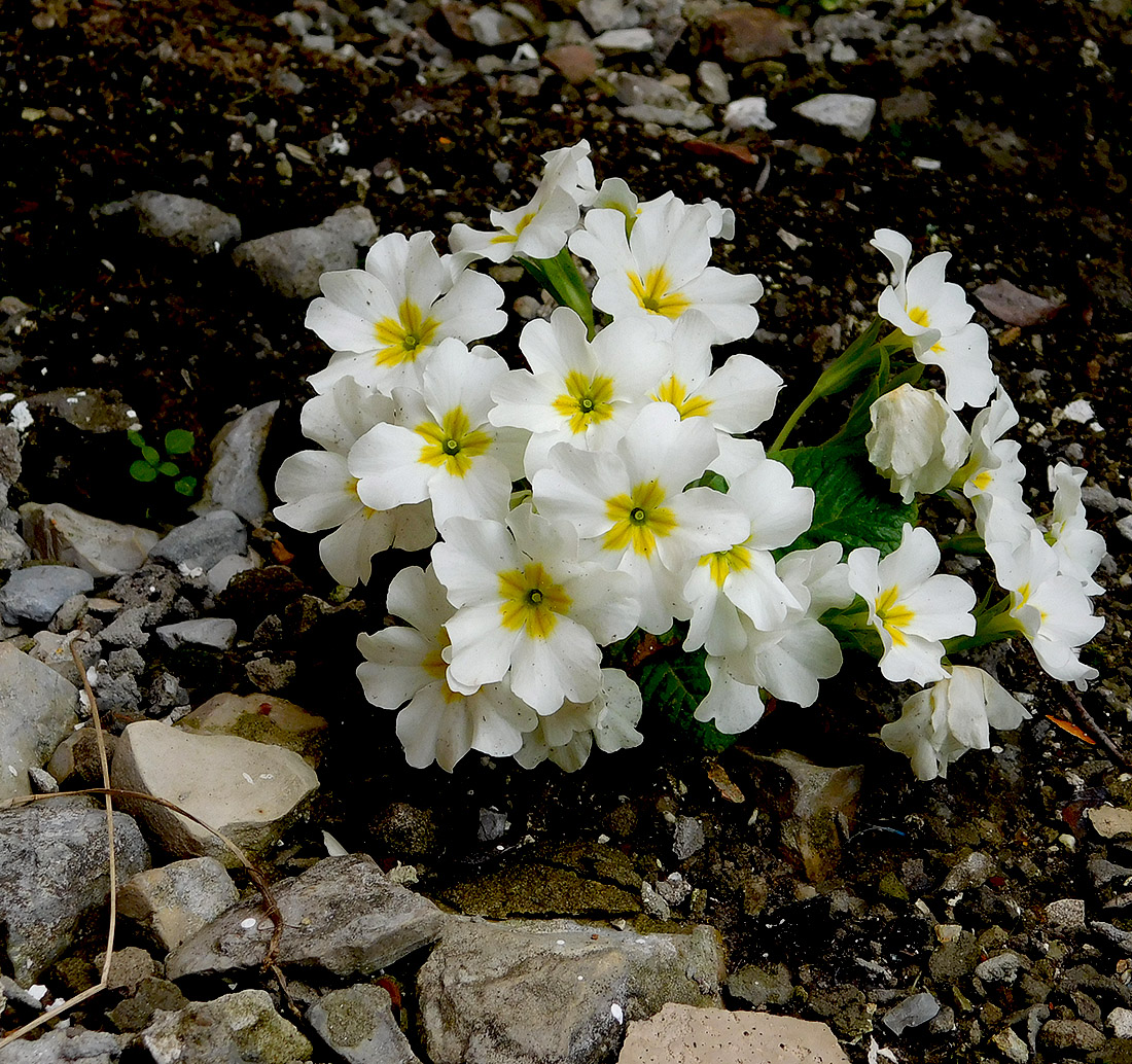 Изображение особи Primula vulgaris.