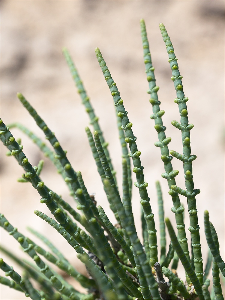 Image of familia Chenopodiaceae specimen.