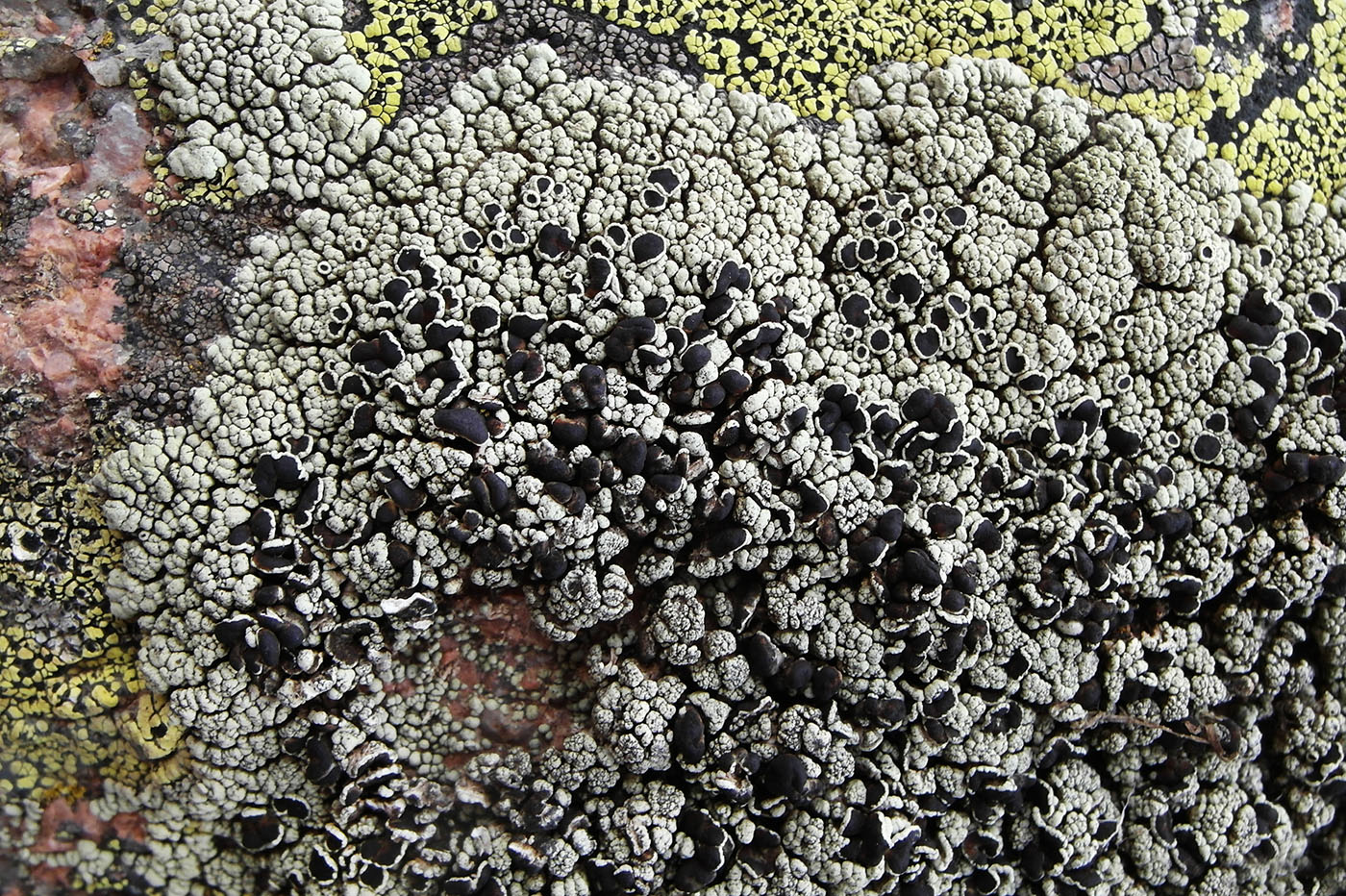 Изображение особи Lecanora argopholis.