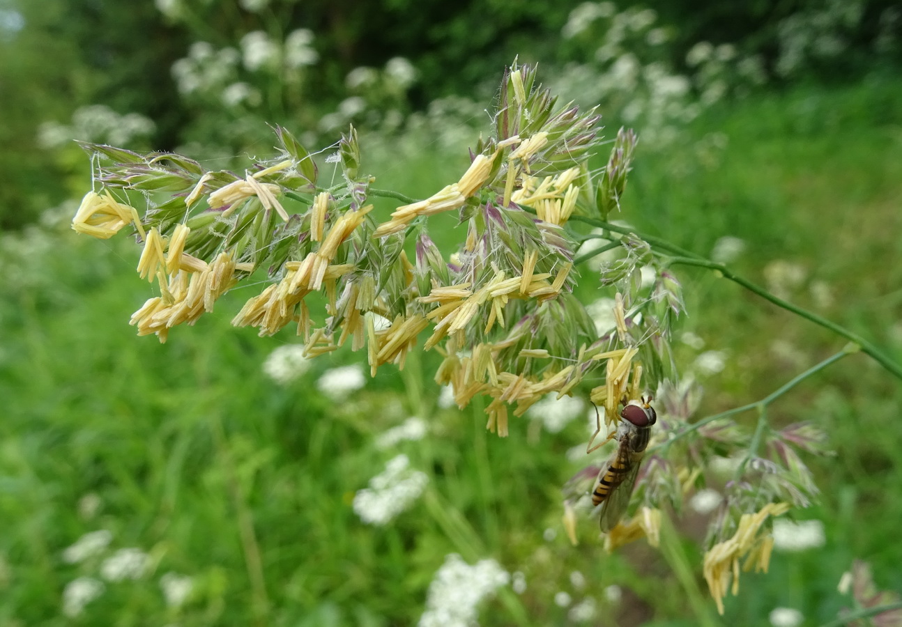 Image of Dactylis glomerata specimen.