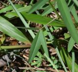 Crotalaria lanceolata