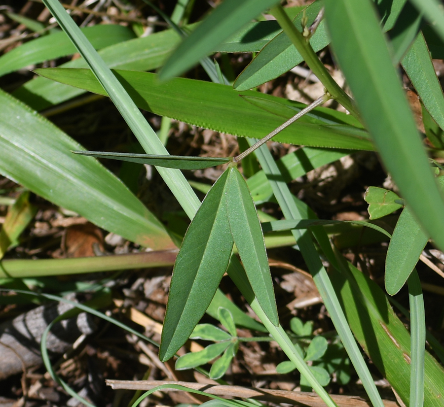 Изображение особи Crotalaria lanceolata.