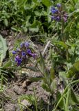 Pulmonaria mollis