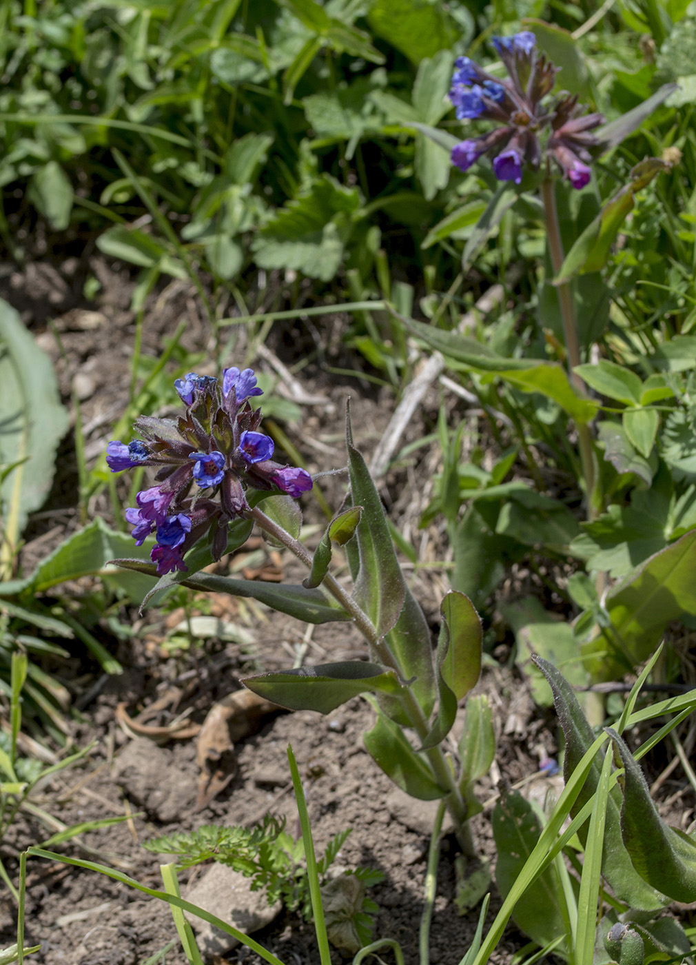Изображение особи Pulmonaria mollis.