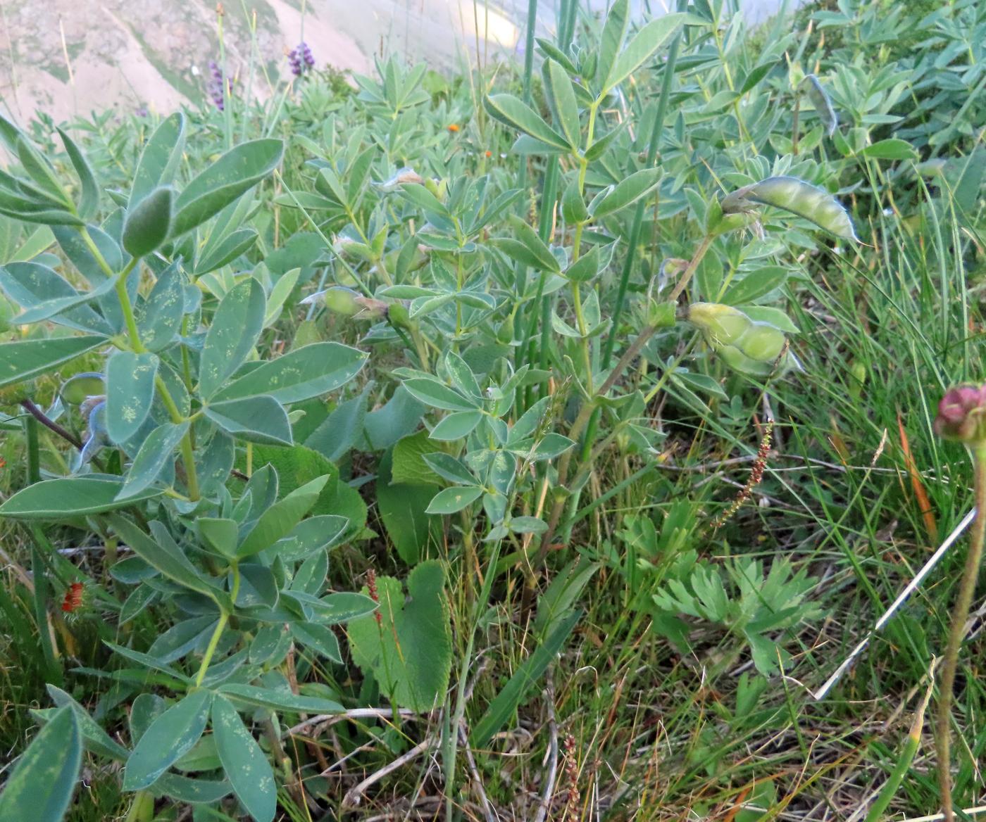 Изображение особи Thermopsis alpina.