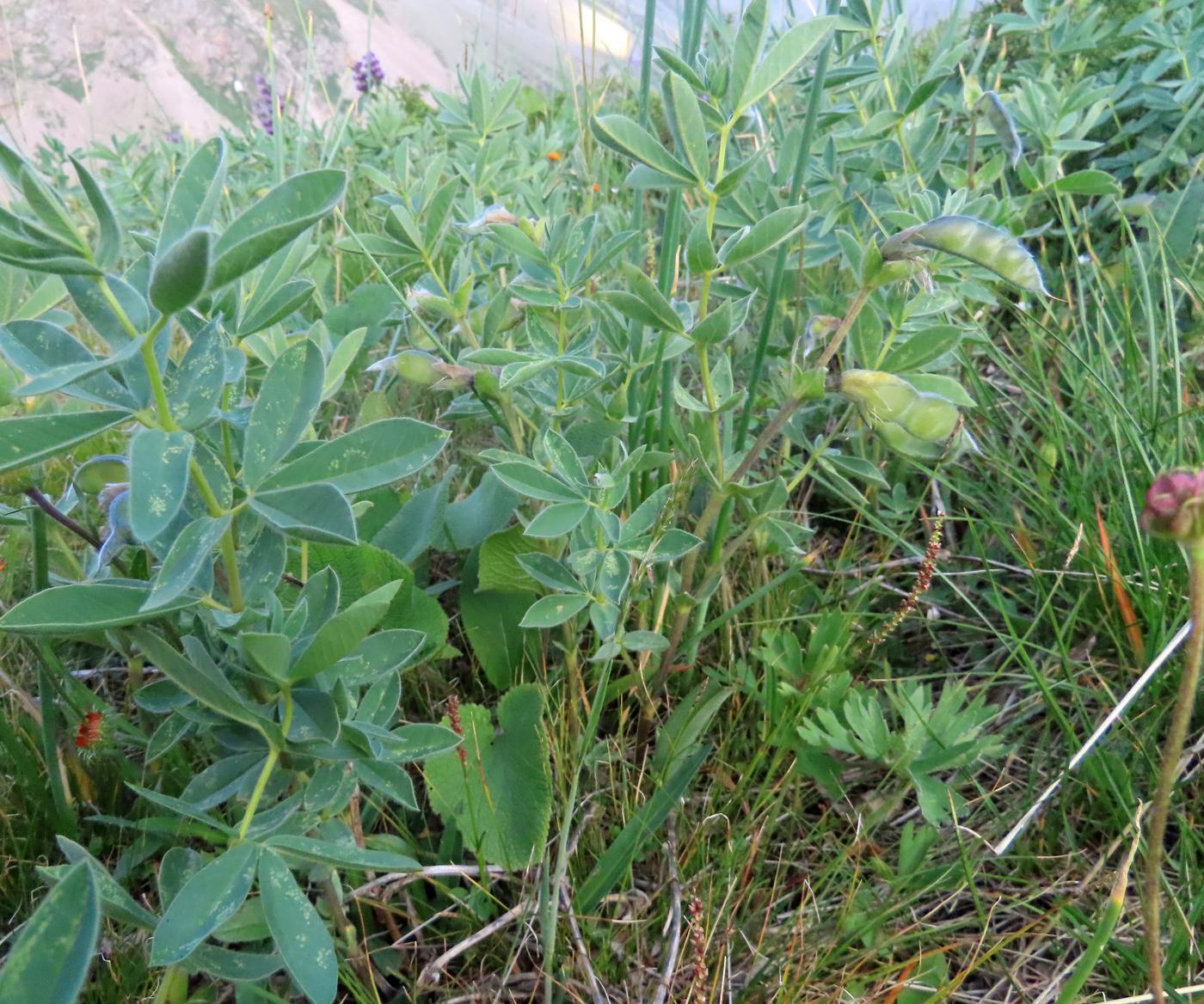 Image of Thermopsis alpina specimen.