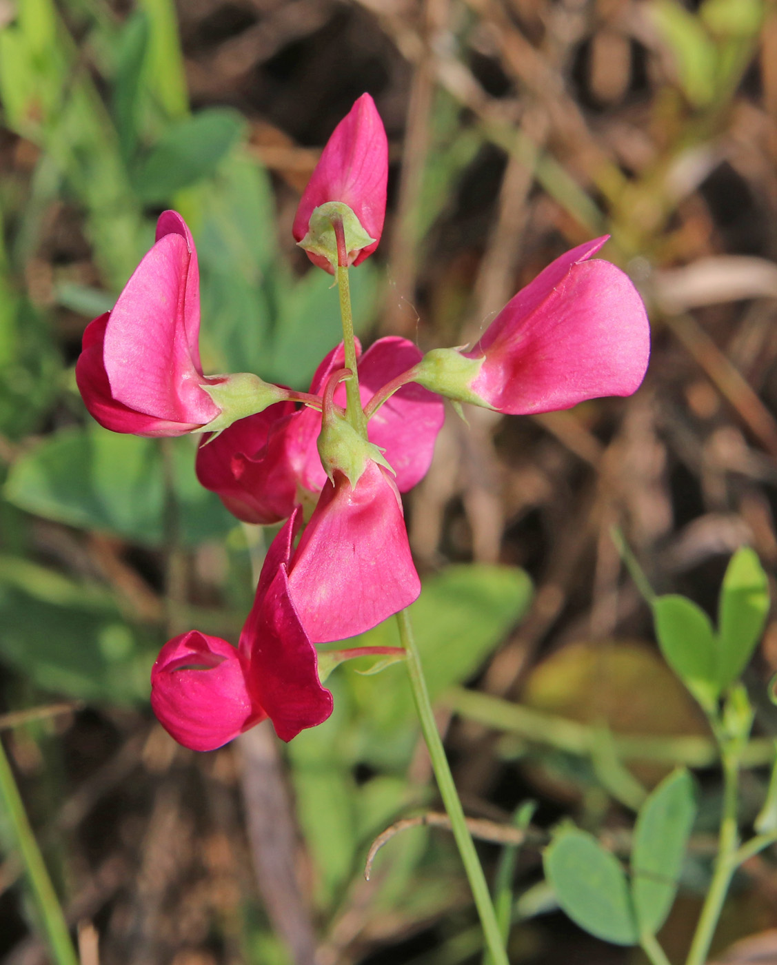 Изображение особи Lathyrus tuberosus.