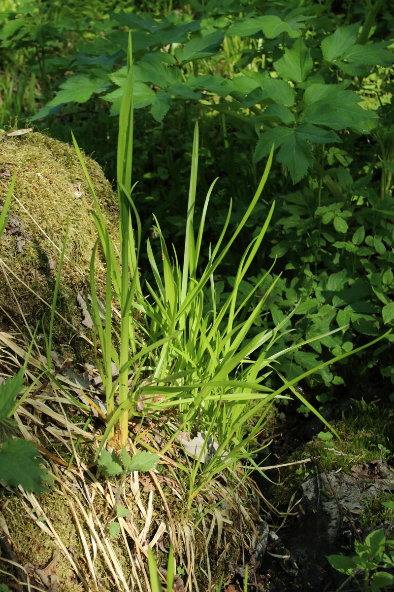 Image of Poa remota specimen.