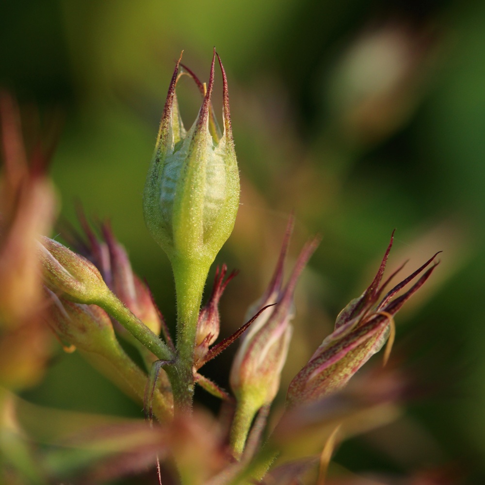 Image of Phlox paniculata specimen.