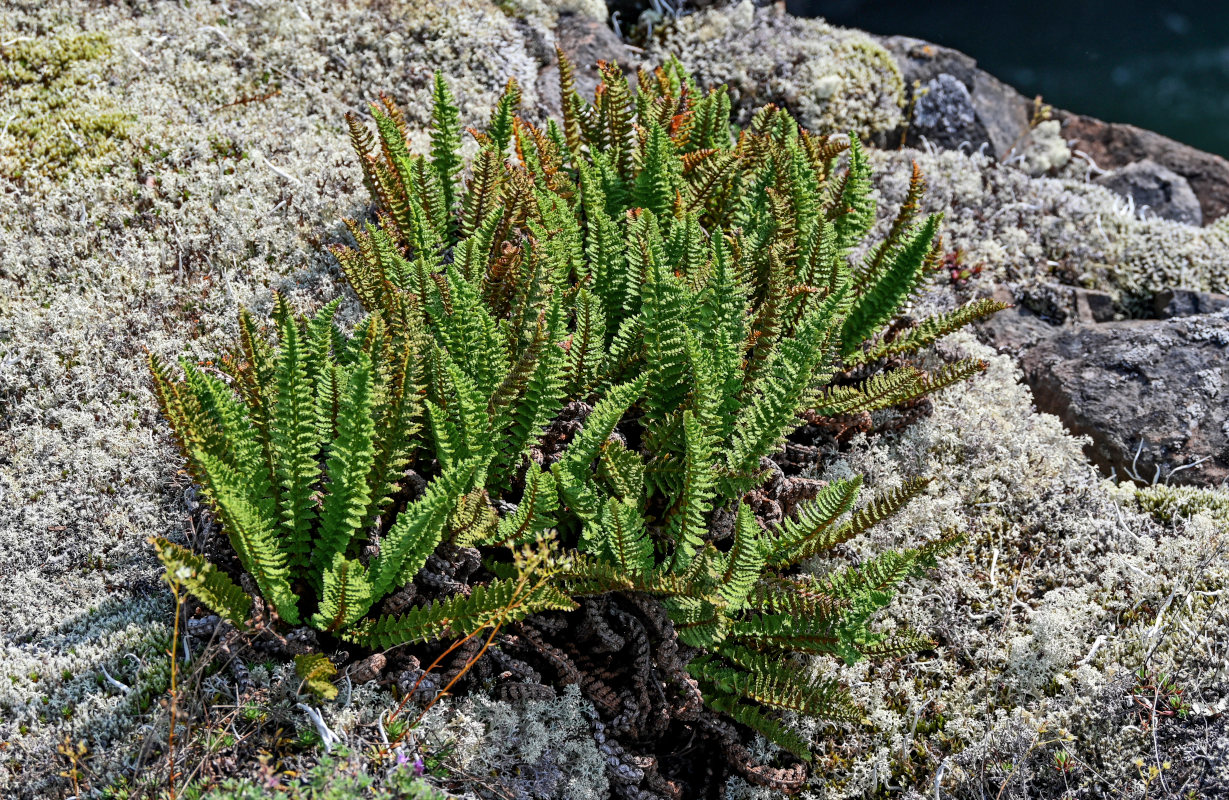Image of Dryopteris fragrans specimen.
