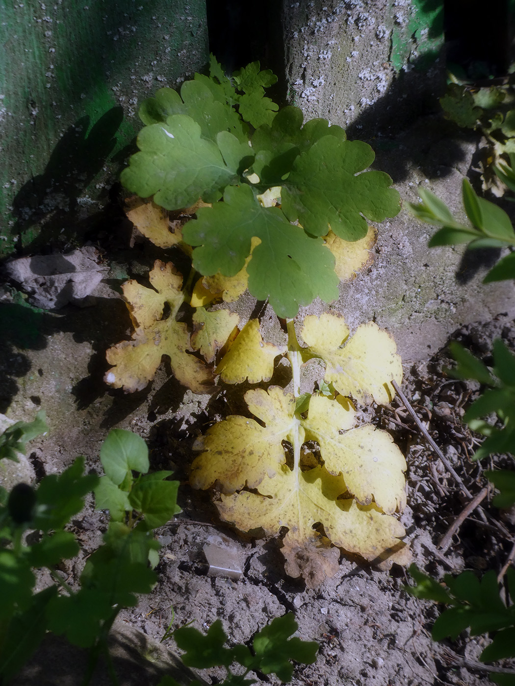 Image of Chelidonium majus specimen.