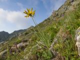 Tragopogon reticulatus. Цветущее растение. Карачаево-Черкесия, Урупский р-н, хр. Загедан, склон горы Загедан Скала, ≈ 2500 м н.у.м., альпийский луг, скалы. 10.08.2023.