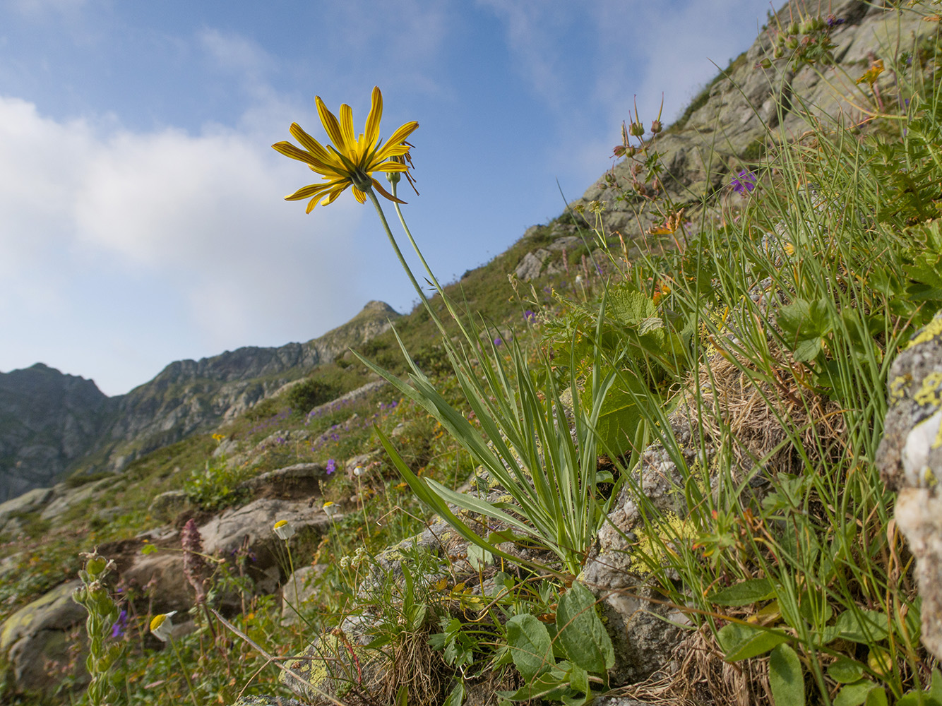 Изображение особи Tragopogon reticulatus.