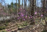 Rhododendron dauricum. Побеги цветущего растения. Бурятия, Кабанский р-н, тополёво-берёзовый лес на склоне сопки у северного подножья хребта Хамар-Дабан. 22.05.2023.